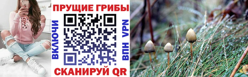 Галлюциногенные грибы Cubensis где купить наркоту Краснозаводск
